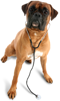 South Hills Animal Hospital - Veterinarian in West Covina, CA US